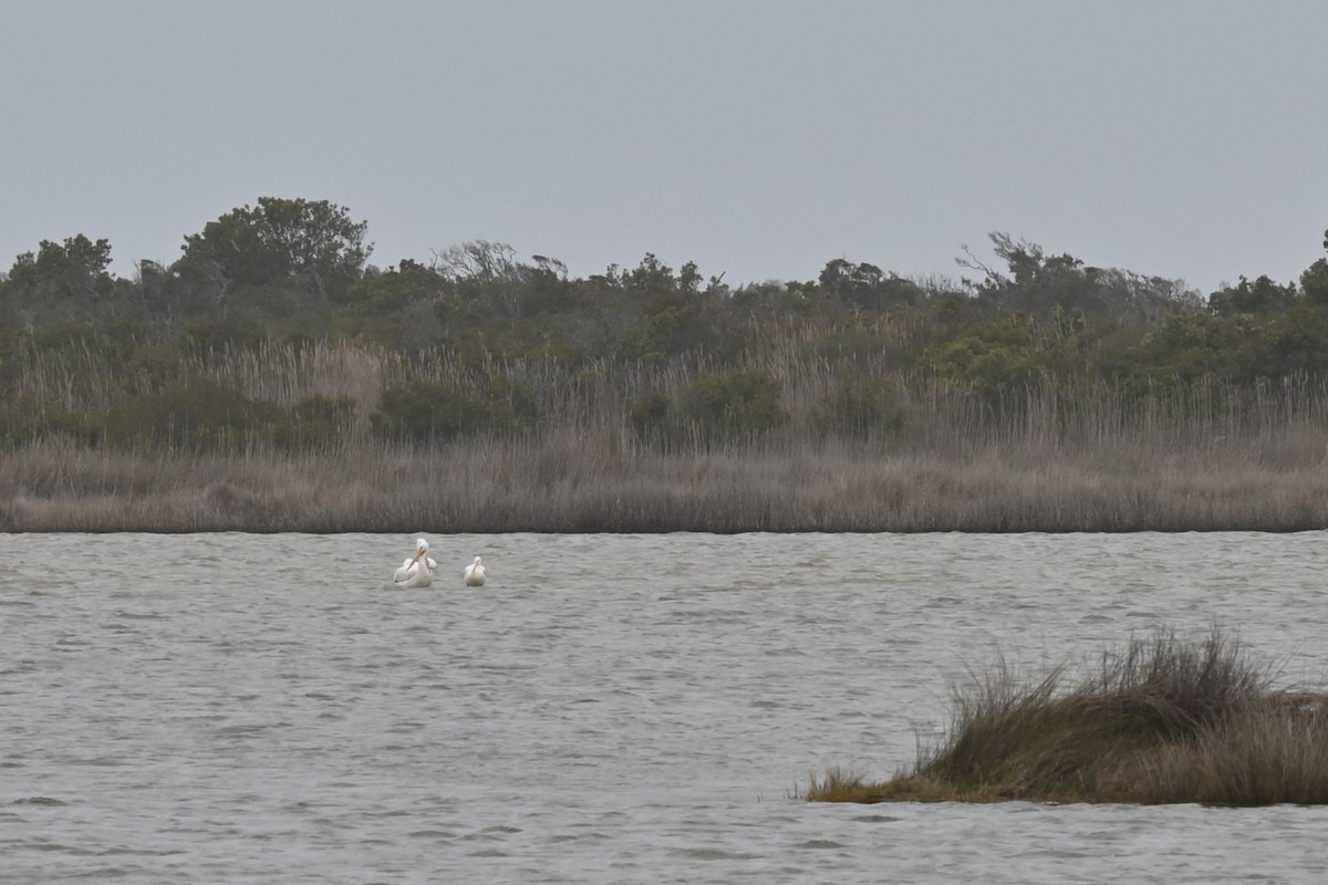American White Pelican - ML615932341