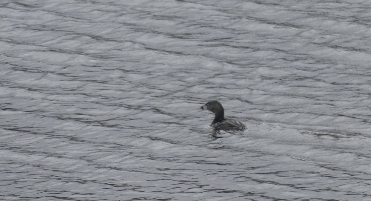 Pied-billed Grebe - Al Cadesky