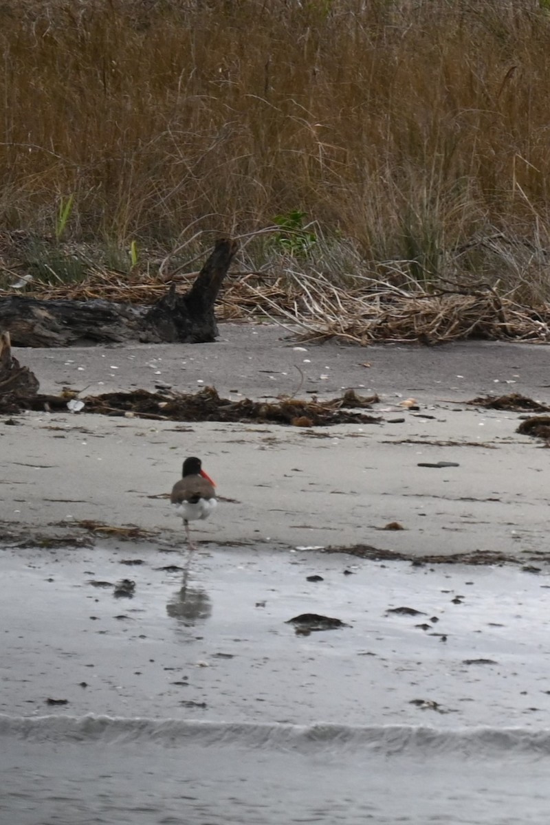 American Oystercatcher - ML615932399