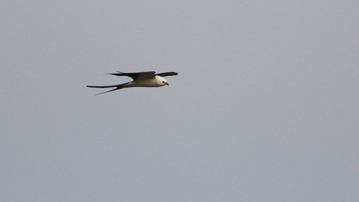 Swallow-tailed Kite - Anuar López