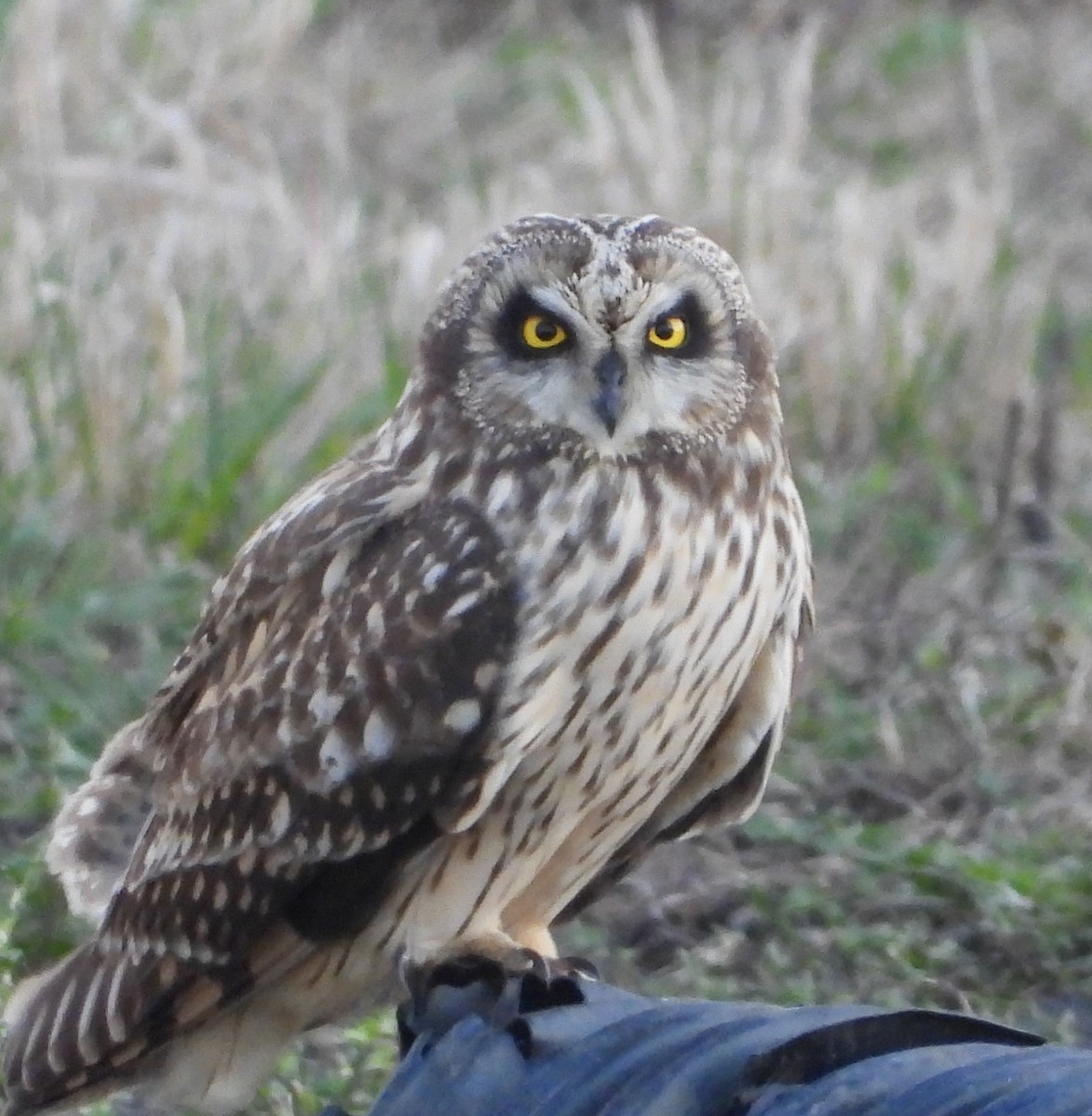 Short-eared Owl - ML615932428