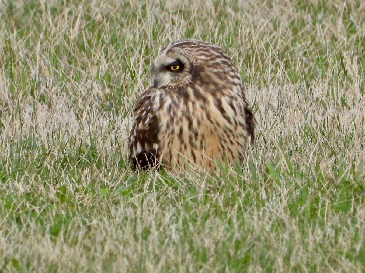 Short-eared Owl - ML615932429