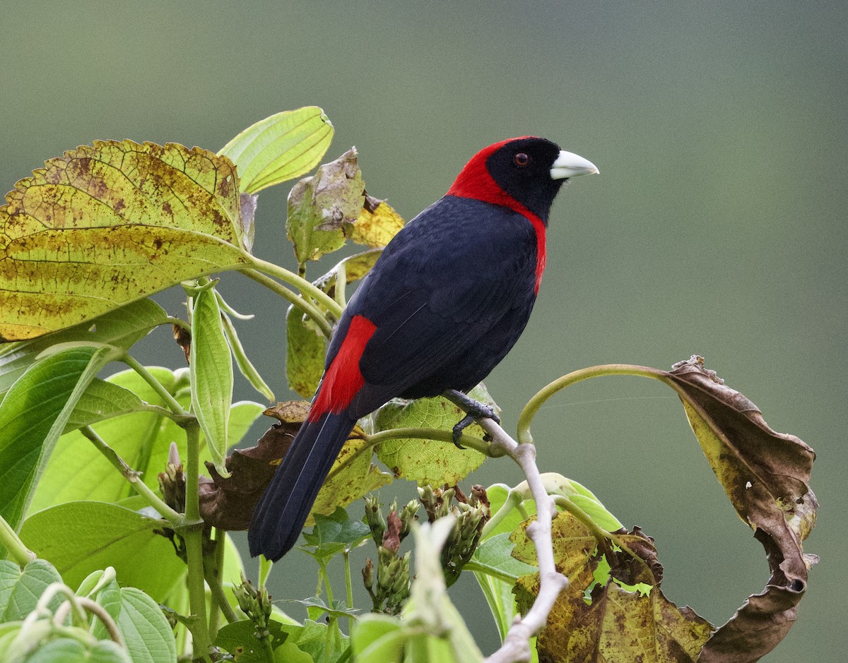 Crimson-collared Tanager - ML615932455