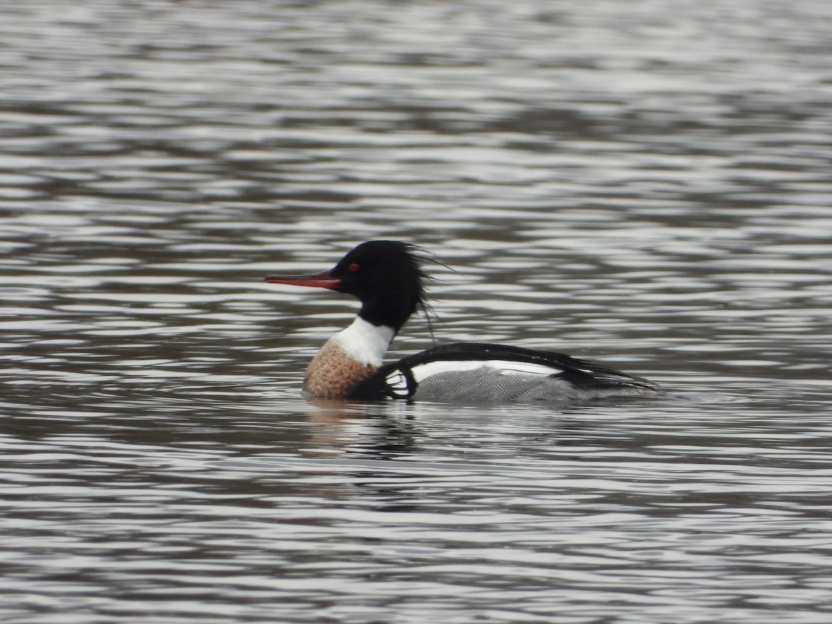 Red-breasted Merganser - ML615932465