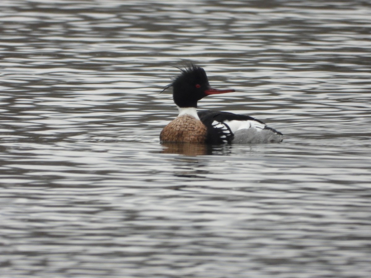 Red-breasted Merganser - ML615932466