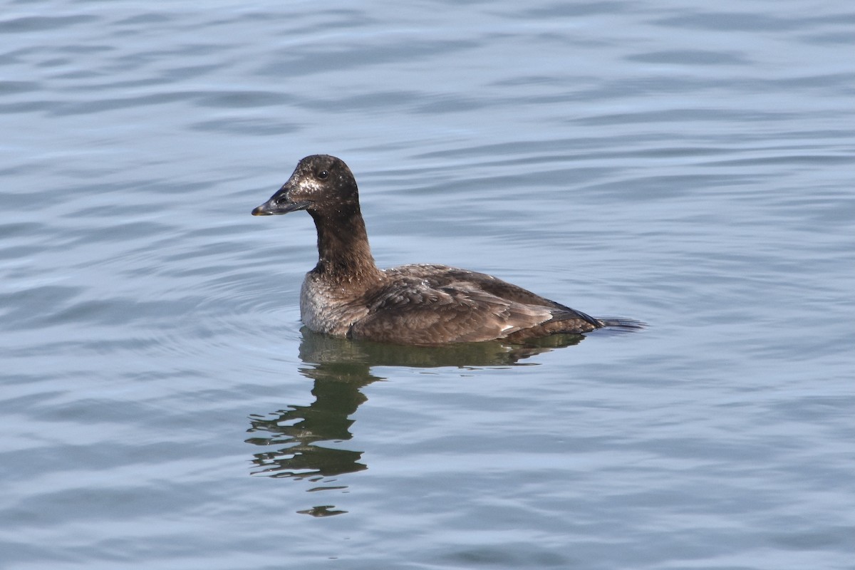 White-winged Scoter - ML615932543