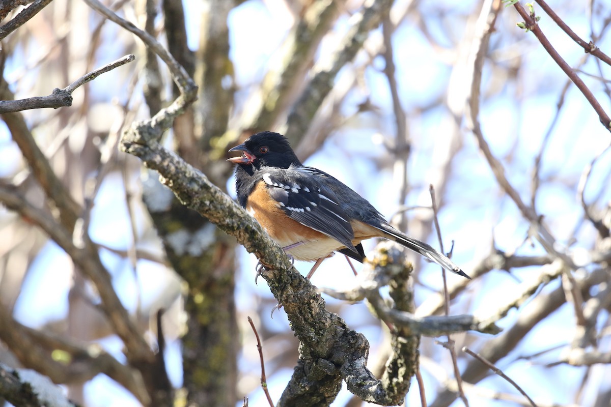 Spotted Towhee - ML615932554