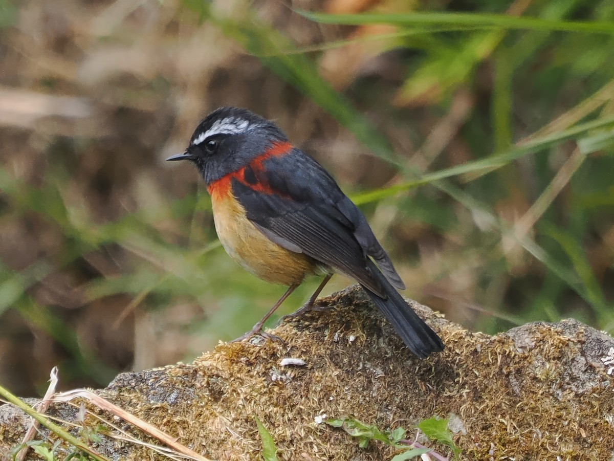 Collared Bush-Robin - Daniel Kaplan