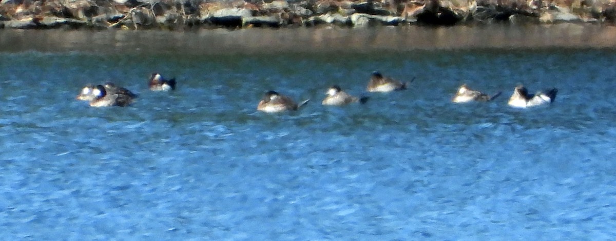 Ruddy Duck - Dan Stone