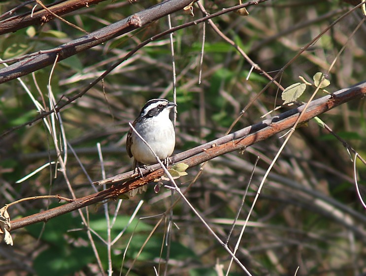 Stripe-headed Sparrow - ML61593261