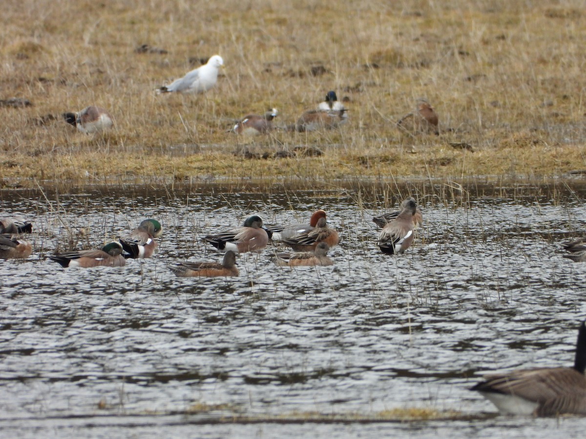 Eurasian Wigeon - ML615932611