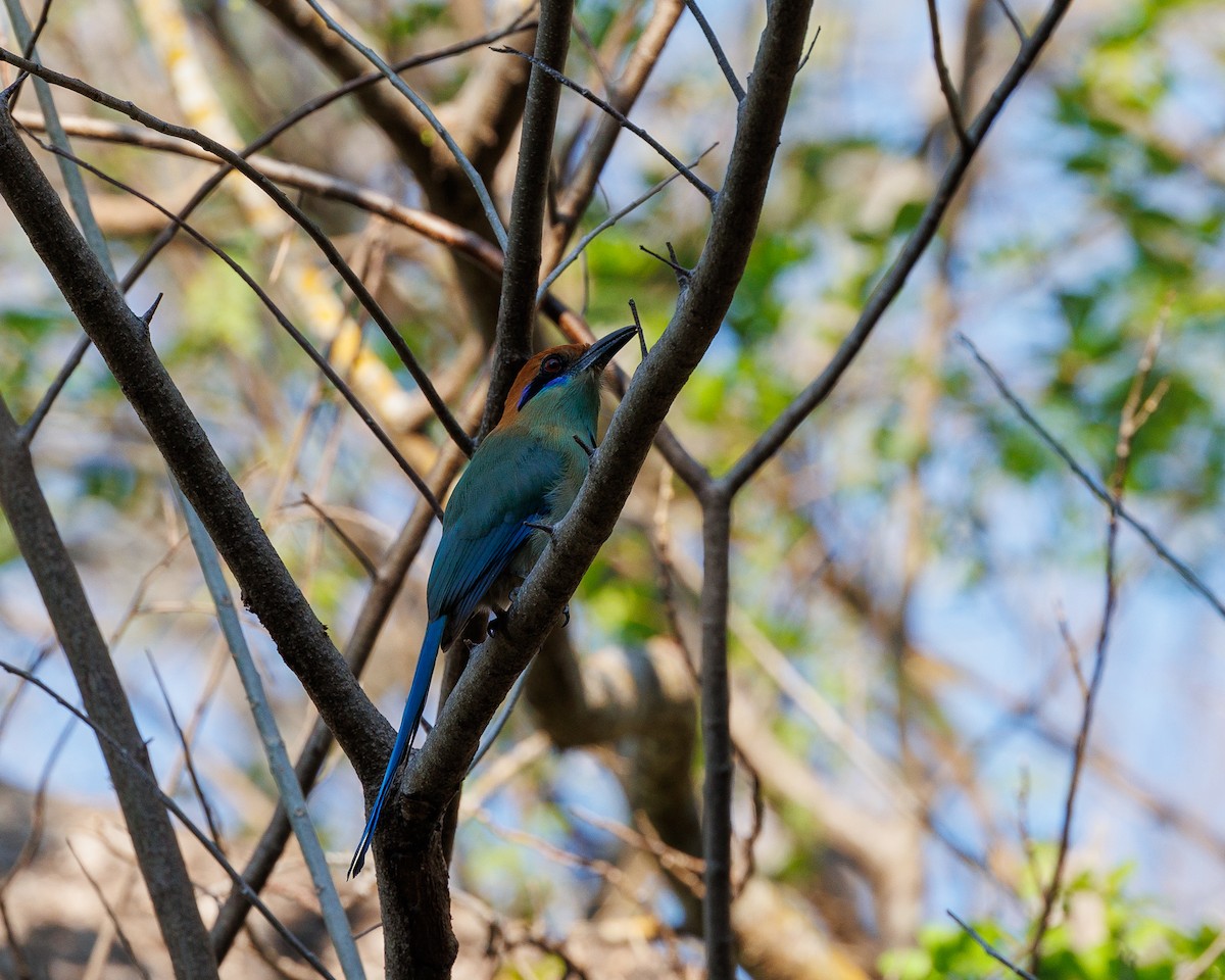 Russet-crowned Motmot - Nancy Whittle