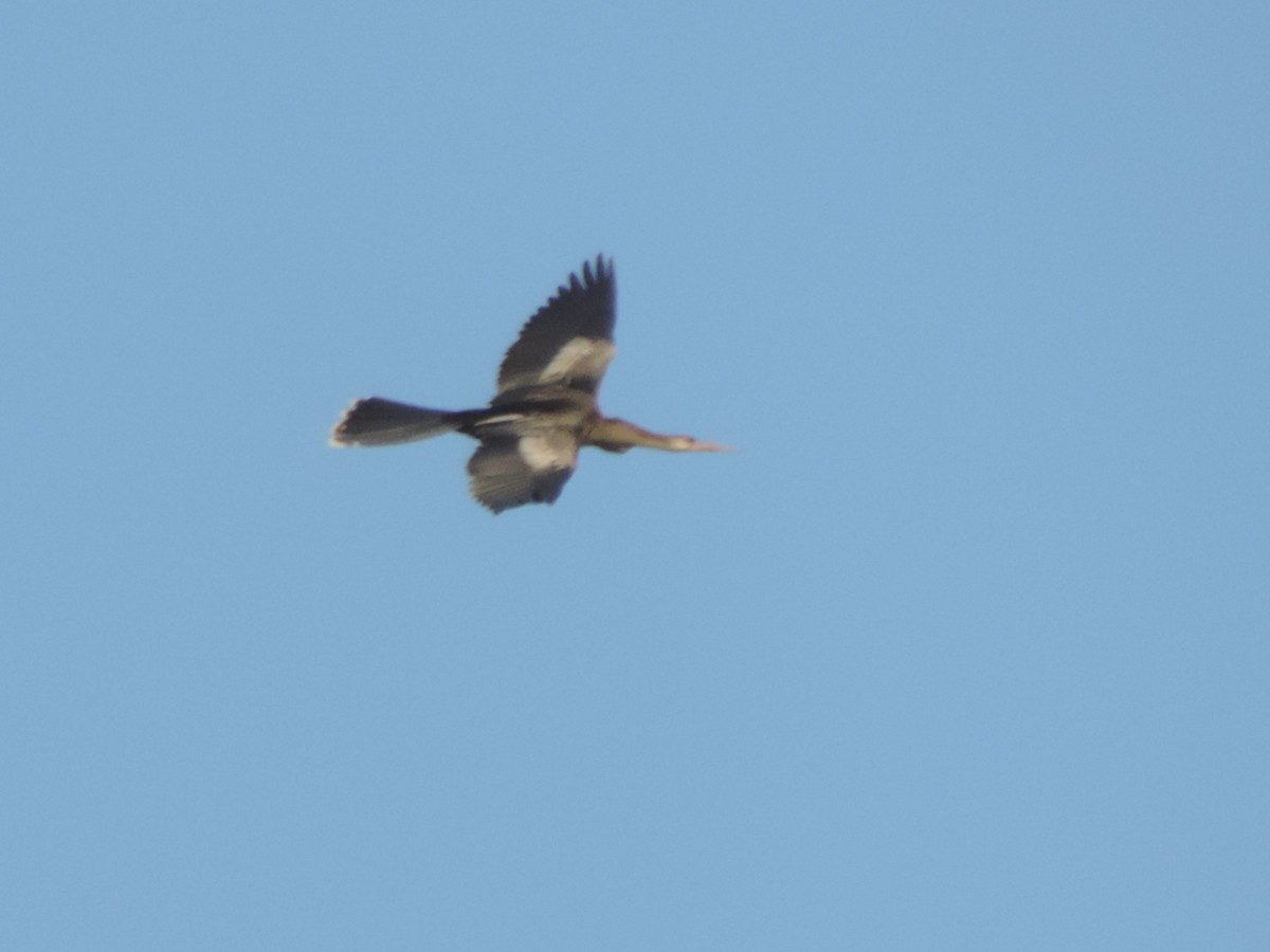 anhinga americká - ML615932760