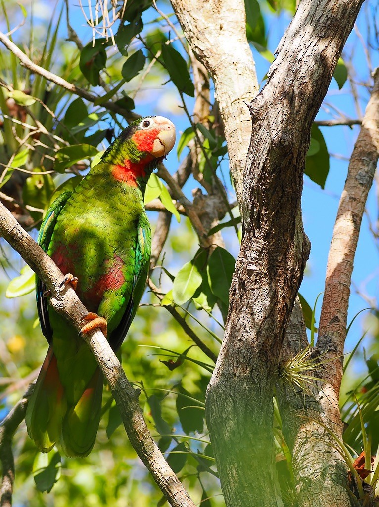 サクラボウシインコ（caymanensis／hesterna） - ML615932807