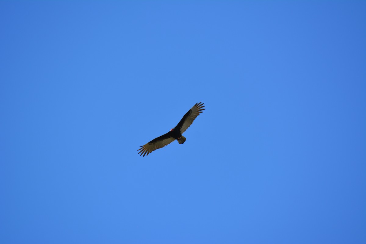 Turkey Vulture - Karla Kelly