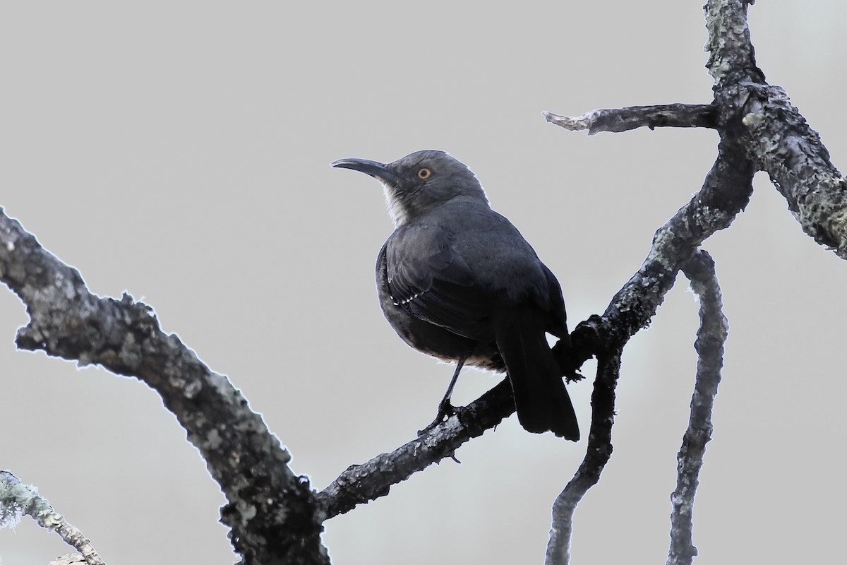 Curve-billed Thrasher - ML615932940