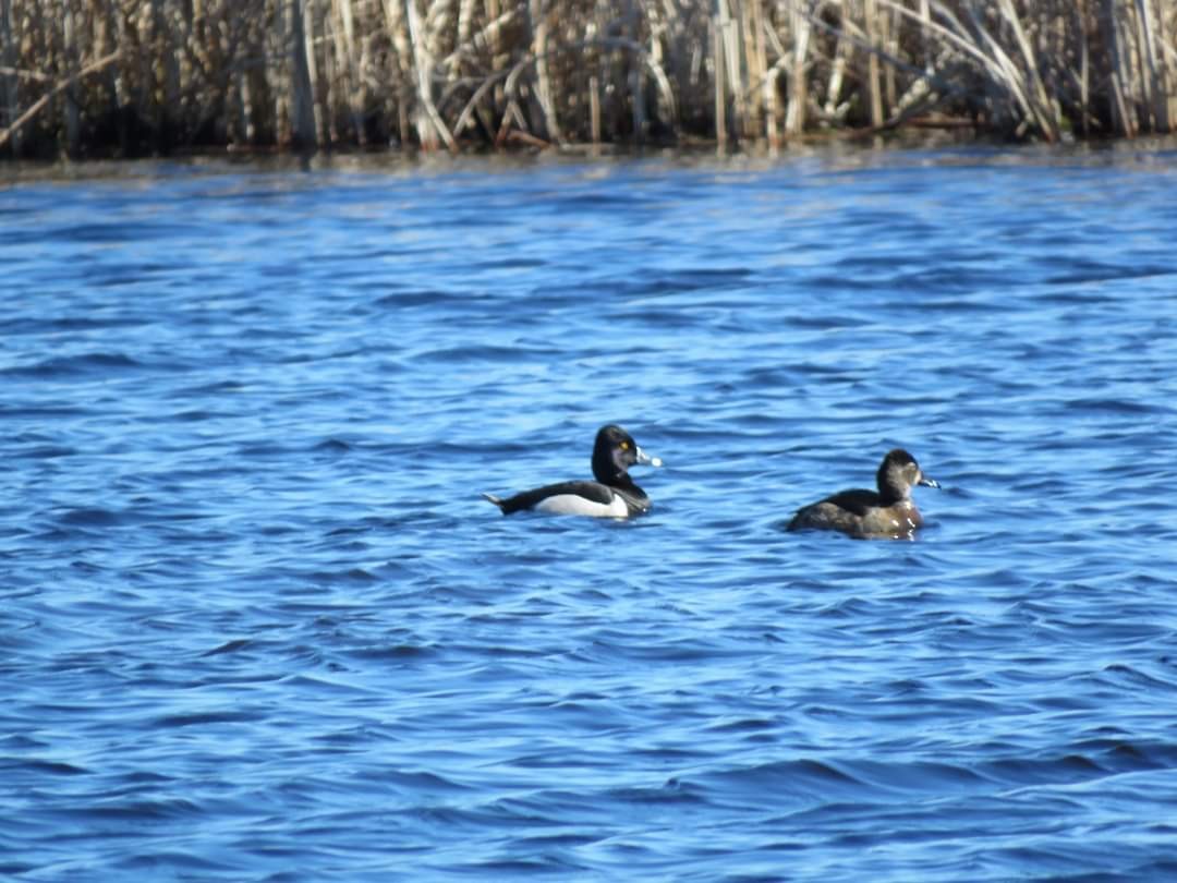 Ring-necked Duck - ML615932959