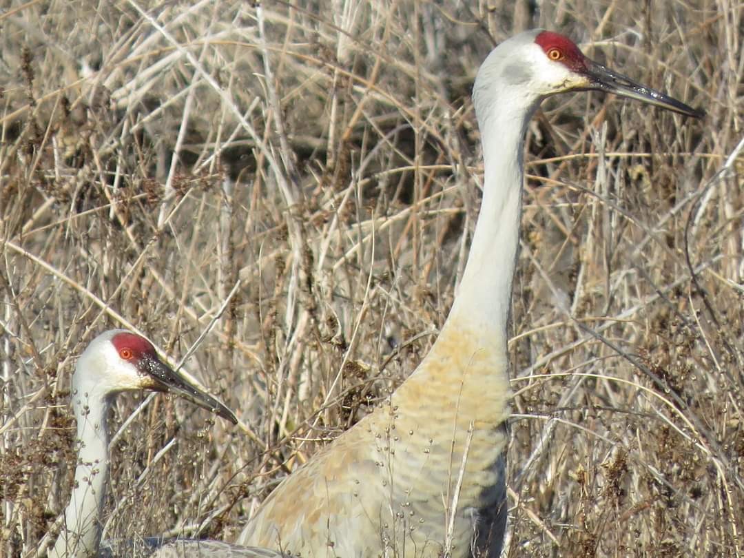 Sandhill Crane - ML615932976