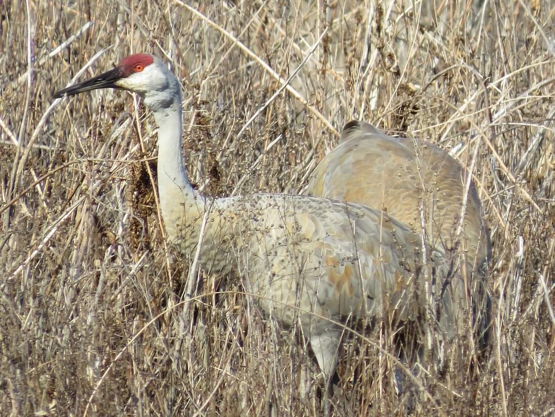 Sandhill Crane - ML615932977