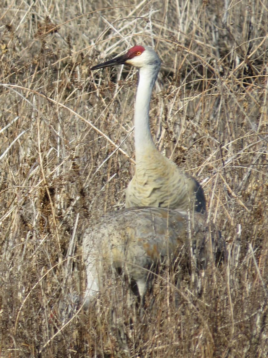 Sandhill Crane - ML615932997