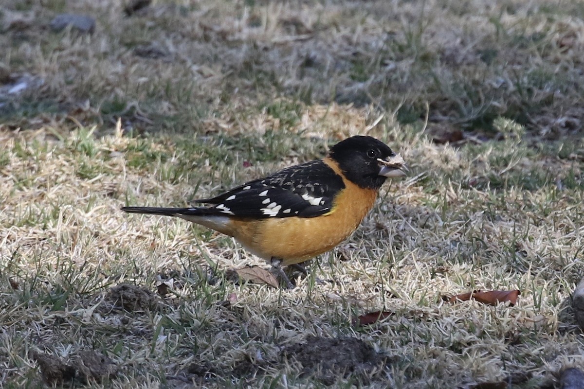 Black-headed Grosbeak - ML615933028