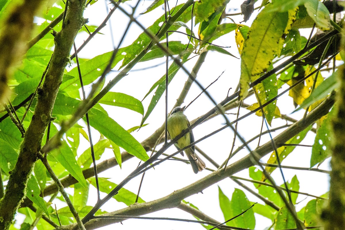 Yellow-winged Flatbill - Yvonne Burch