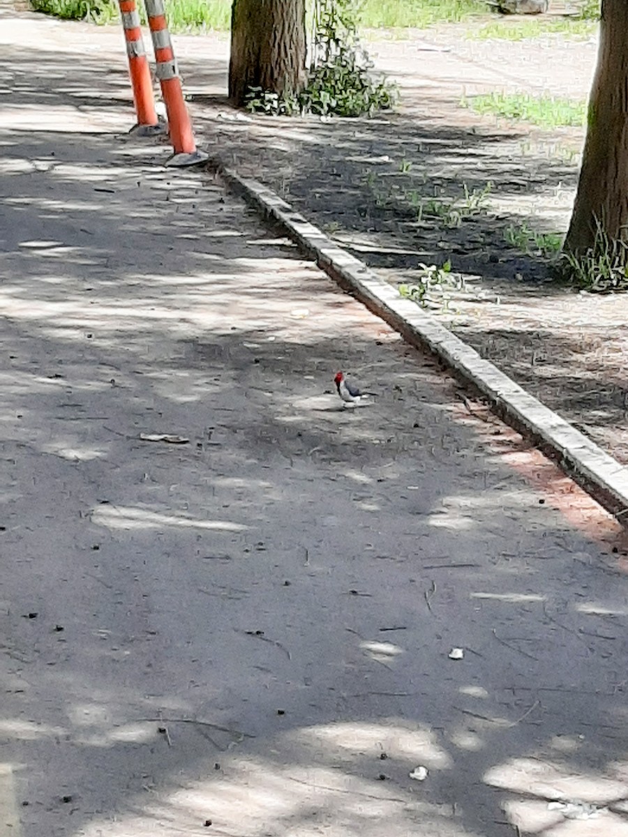 Red-crested Cardinal - JOSÉ AUGUSTO Mérida Misericordia