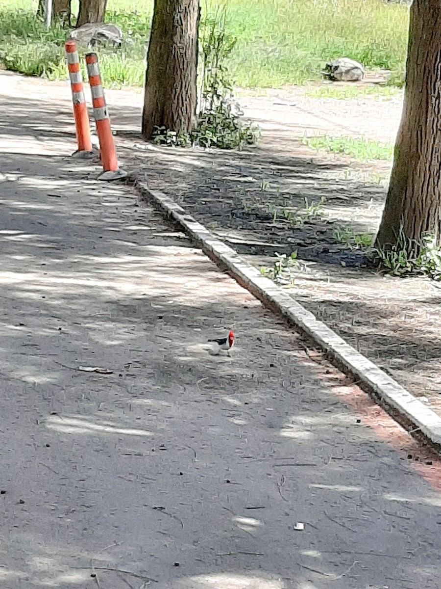 Red-crested Cardinal - ML615933116