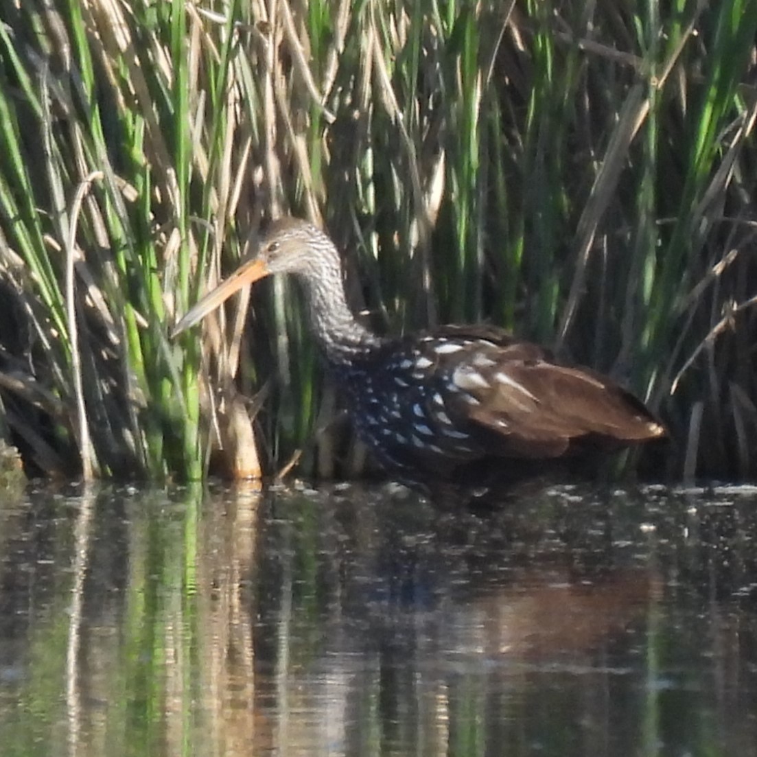 Limpkin - ML615933166