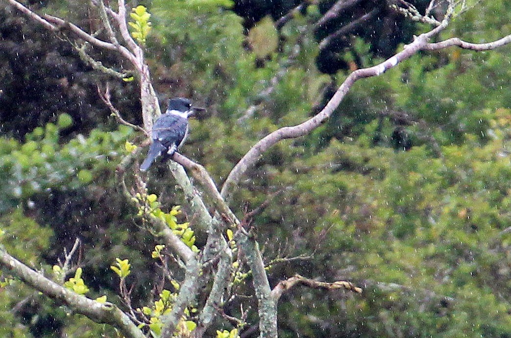 Belted Kingfisher - Jay Robinson