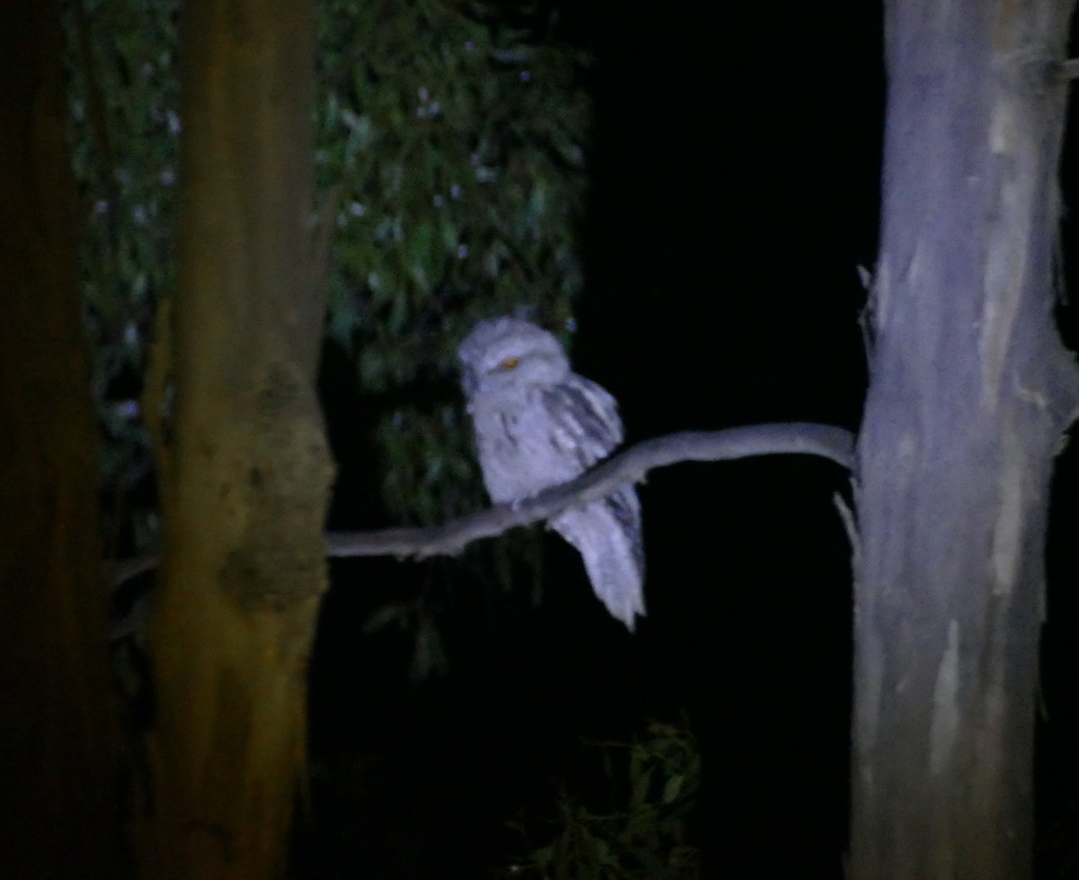 Tawny Frogmouth - Chris Payne