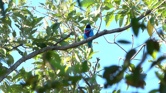 Cotinga céleste - ML615933199