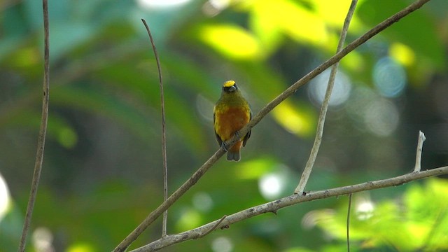 Olive-backed Euphonia - ML615933209