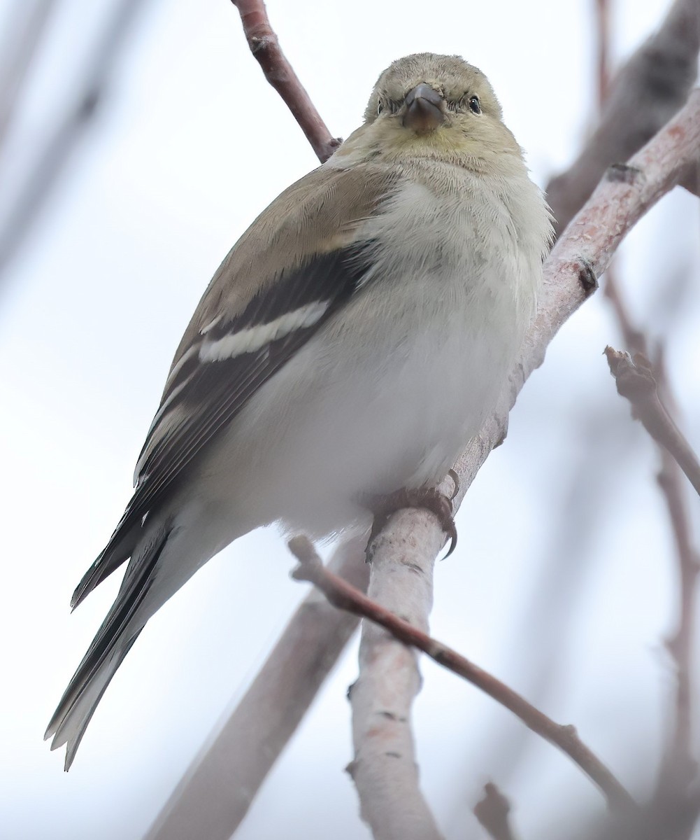 Lesser Goldfinch - Janice Vander Molen