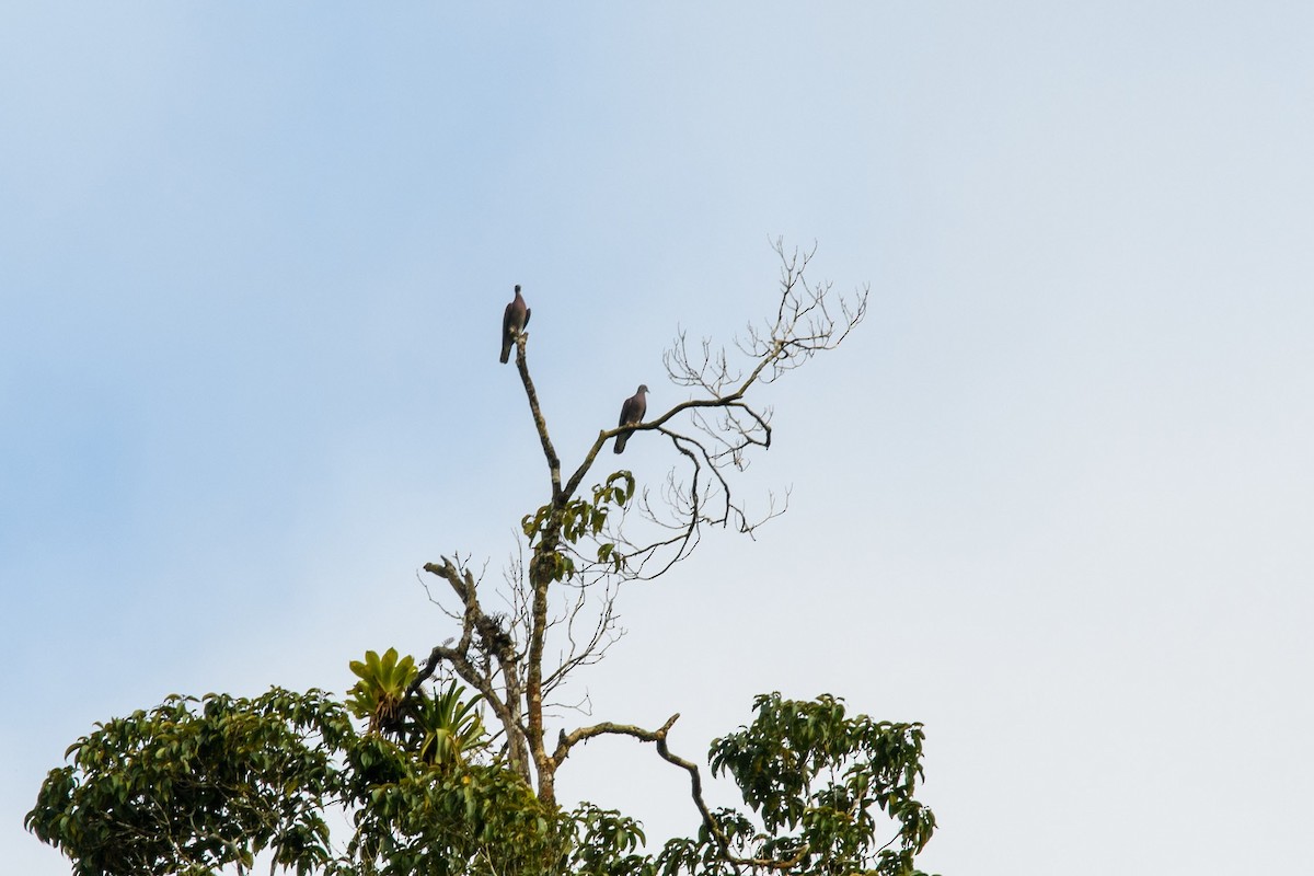 Pale-vented Pigeon - ML615933244