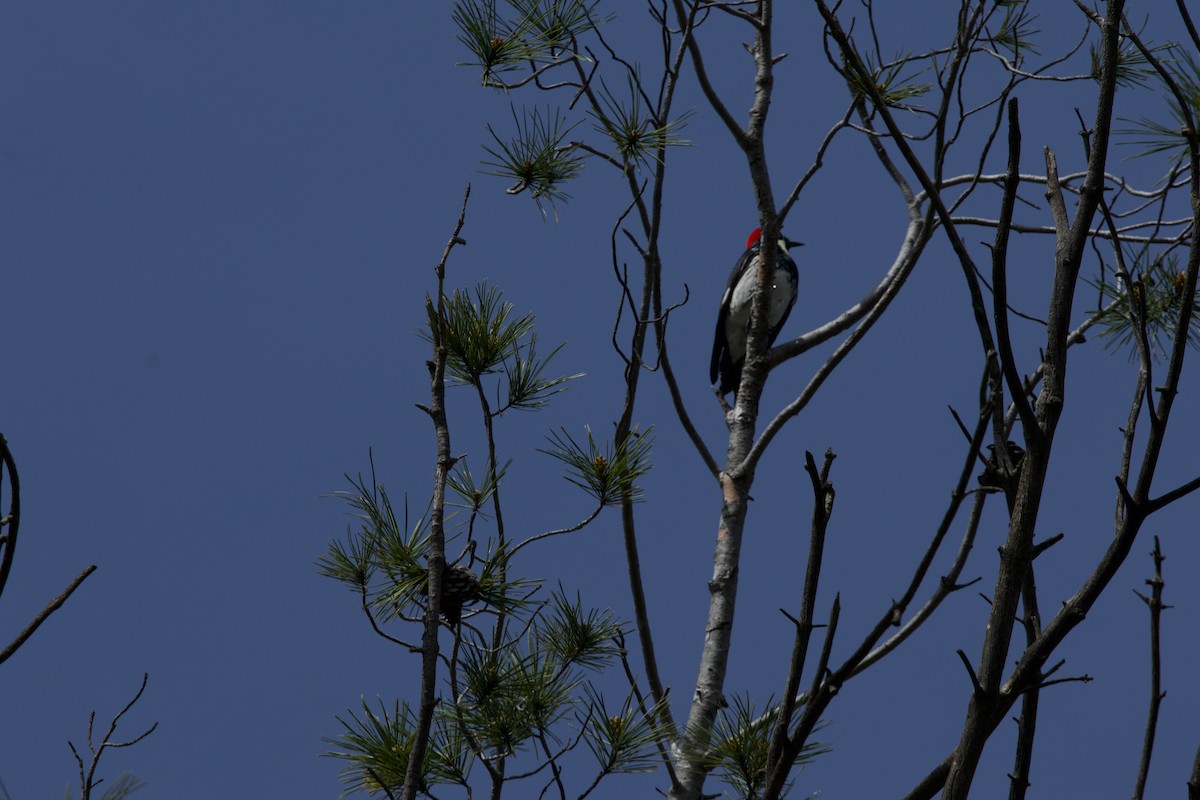 Acorn Woodpecker - Deanna McLaughlin