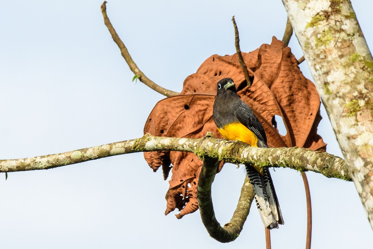 White-tailed Trogon - Yvonne Burch