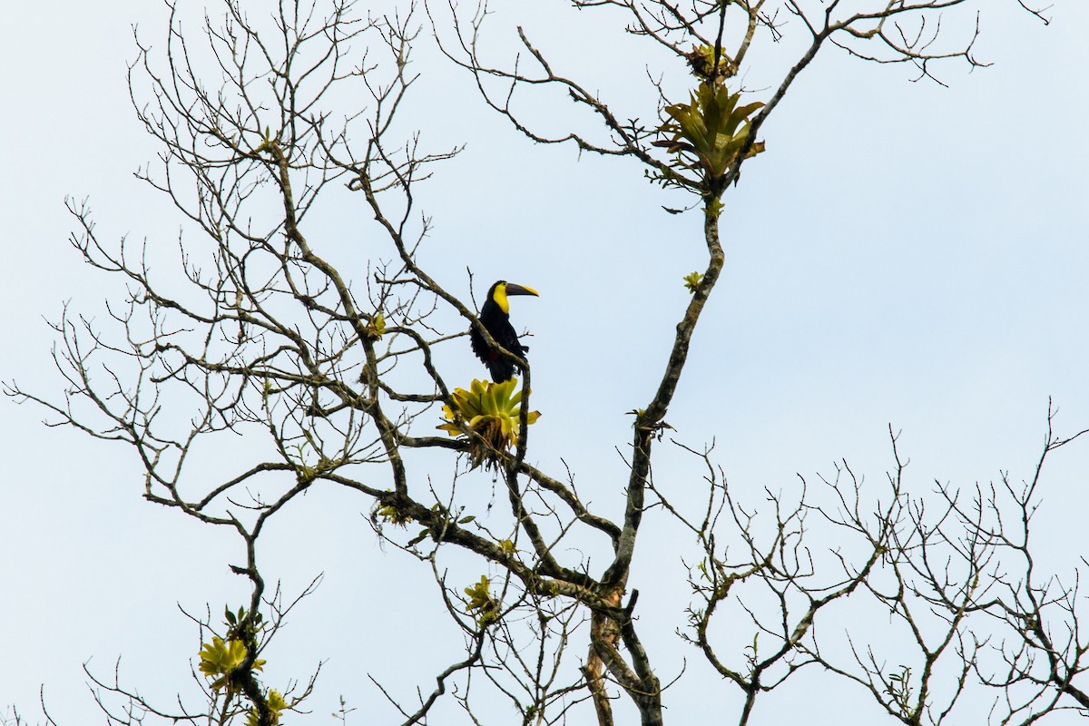 Yellow-throated Toucan - ML615933294