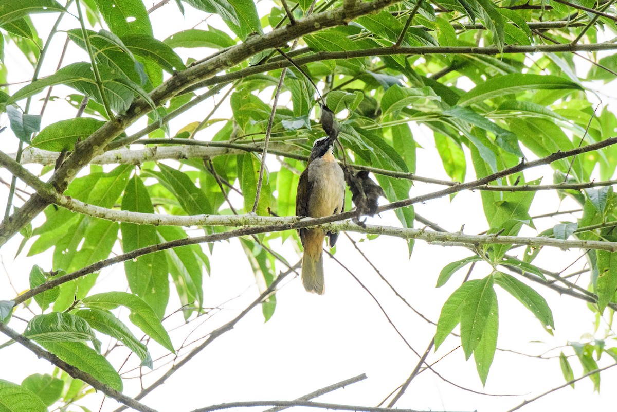 Buff-throated Saltator - ML615933323