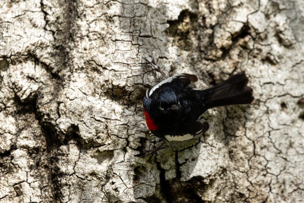 Painted Redstart - ML615933326