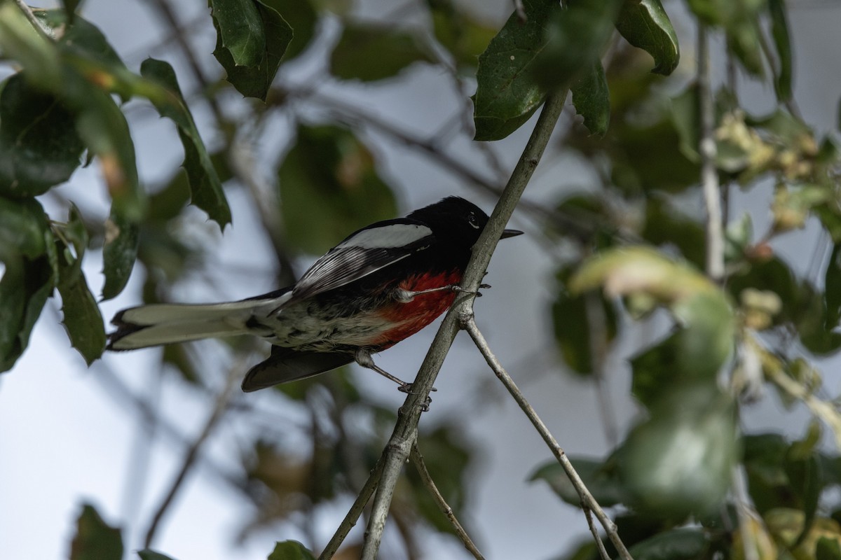 Painted Redstart - ML615933340