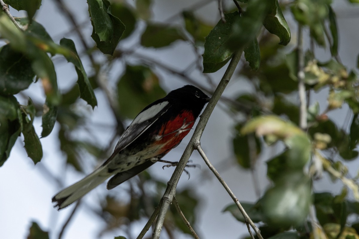 Painted Redstart - ML615933355