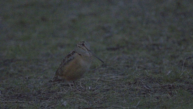 American Woodcock - ML615933365