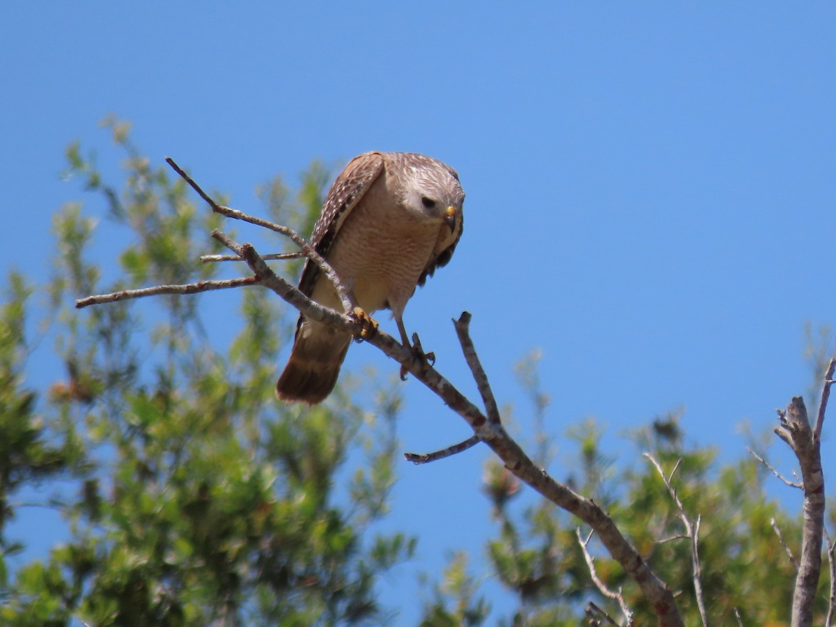 Red-shouldered Hawk - Jeanne Kaufman