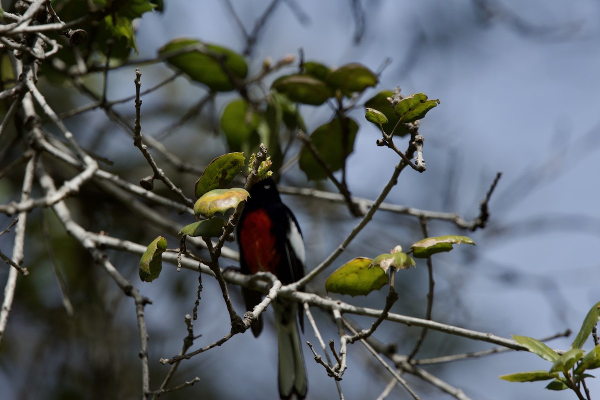 Painted Redstart - Deanna McLaughlin