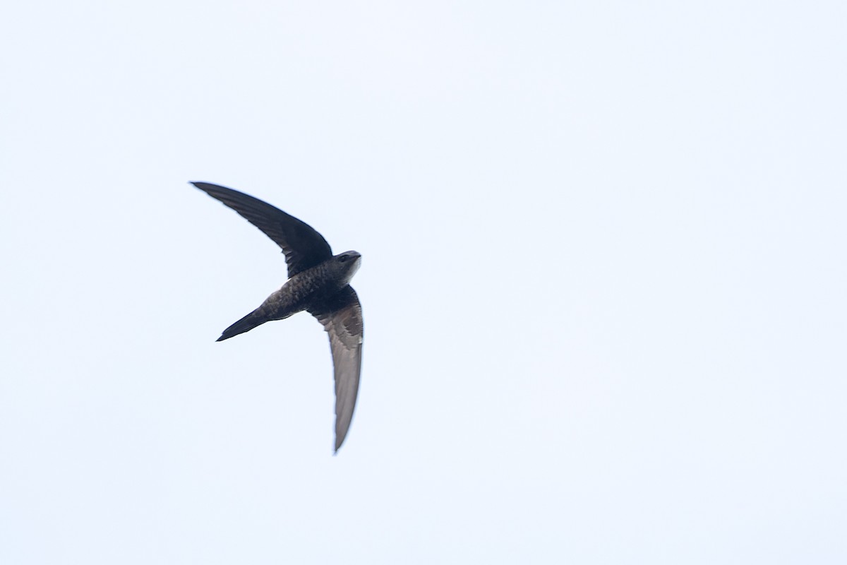 Pacific Swift - ML615933383