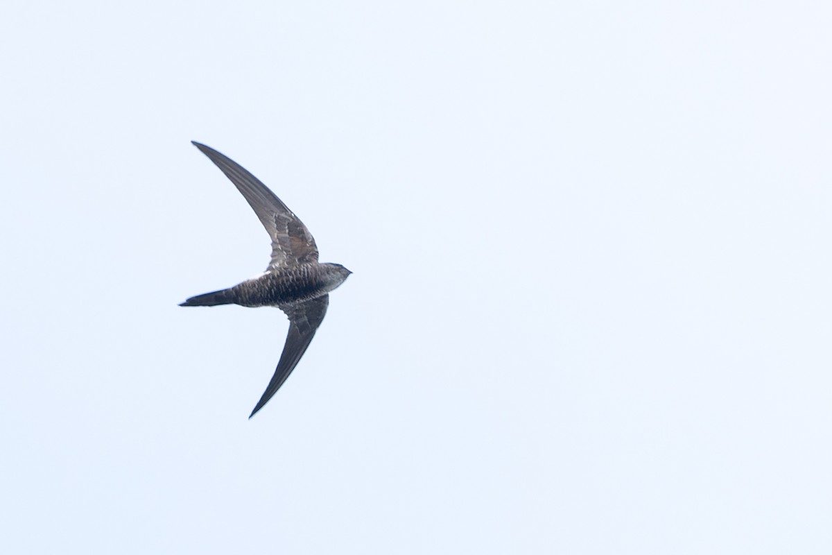 Pacific Swift - ML615933387