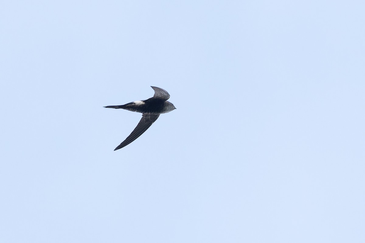 Pacific Swift - ML615933389