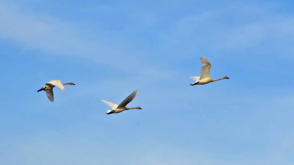 Trumpeter Swan - ML615933393