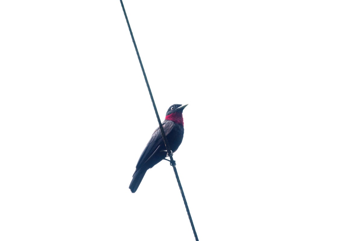 Purple-throated Fruitcrow - ML615933395